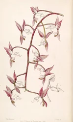 Gongora aromatica (as syn. Gongora bufonia var. leucochila)